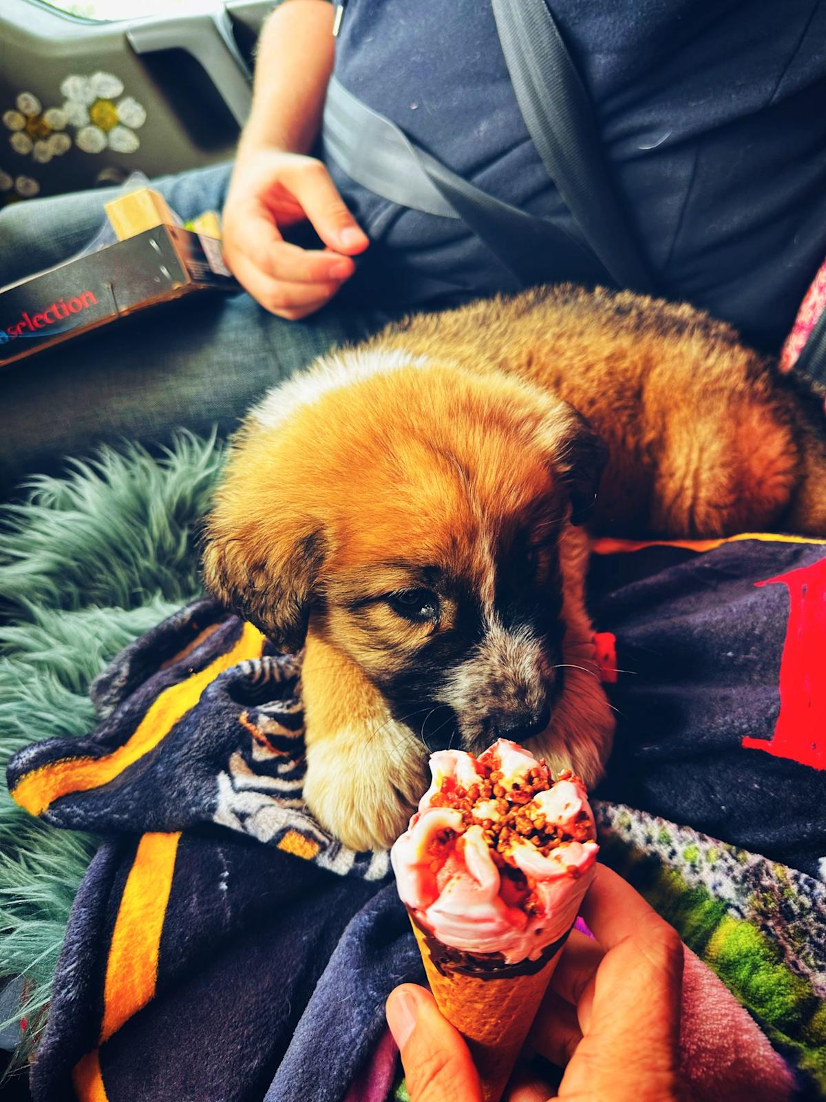 Strawberry Blossom - PF25134 Strawberry Blossom - PF25134