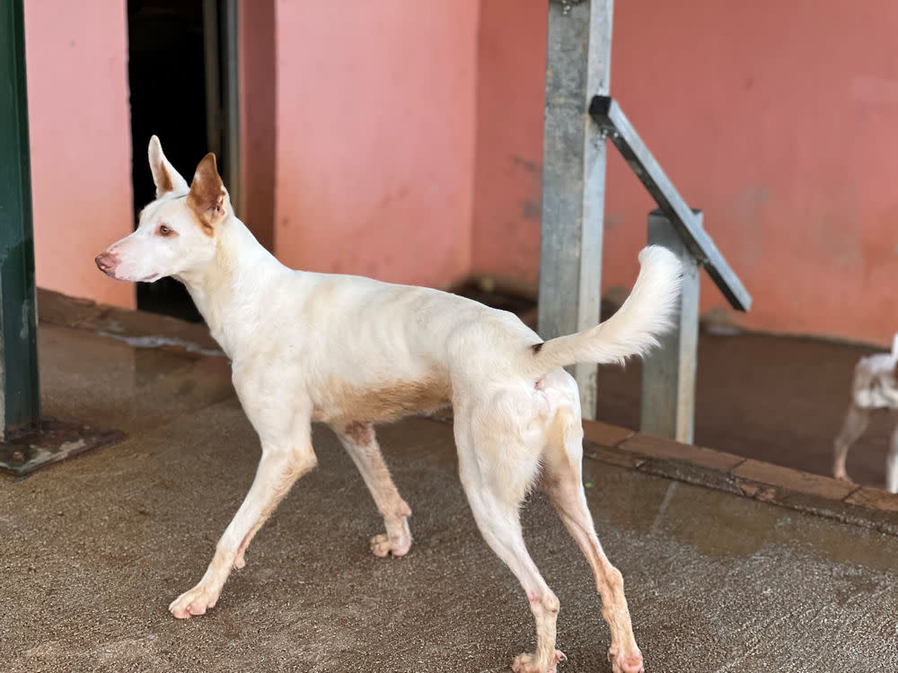 Clancy - AM26259AD Clancy - AM26259AD