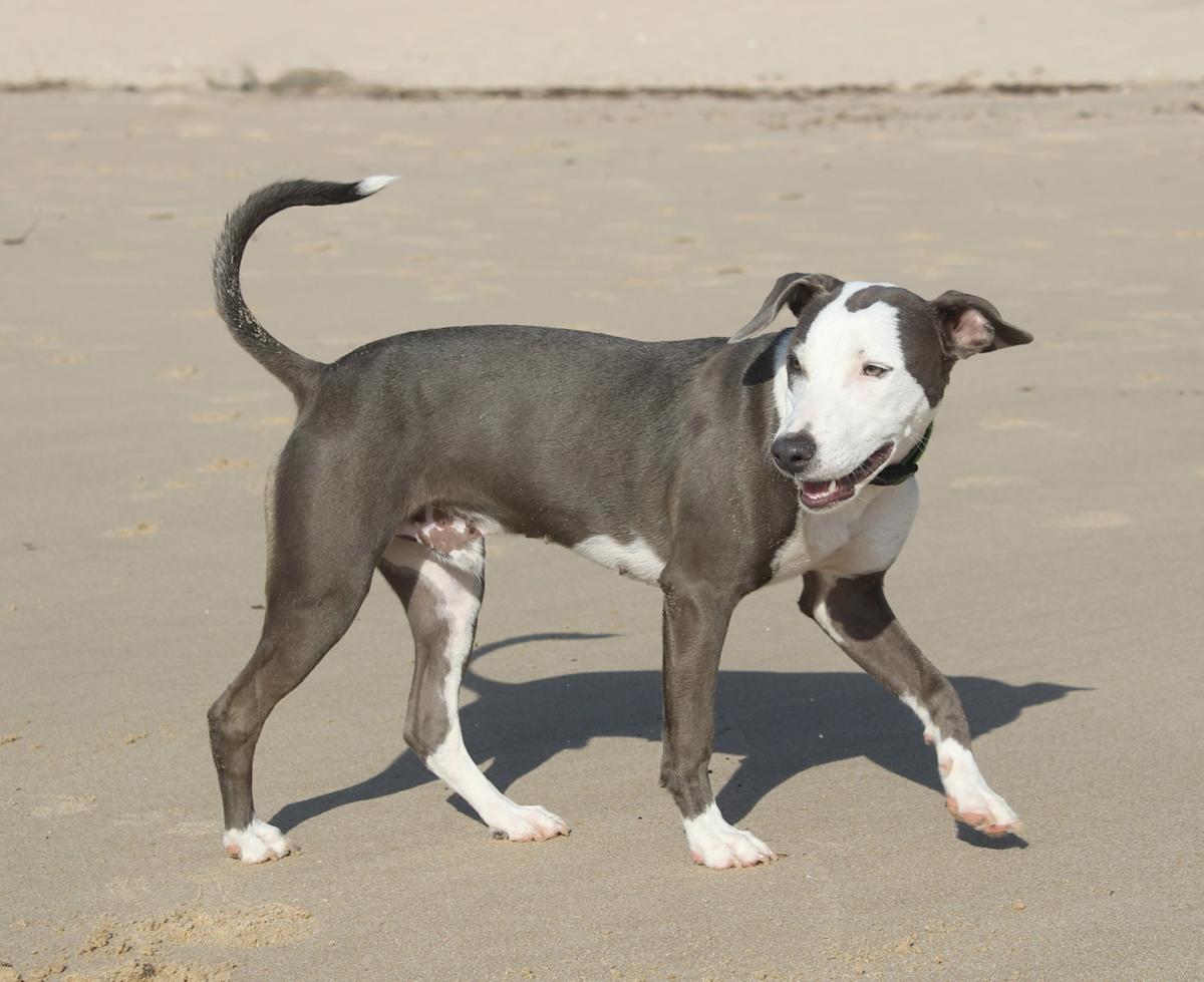 Winston - PM25118 Winston - PM25118