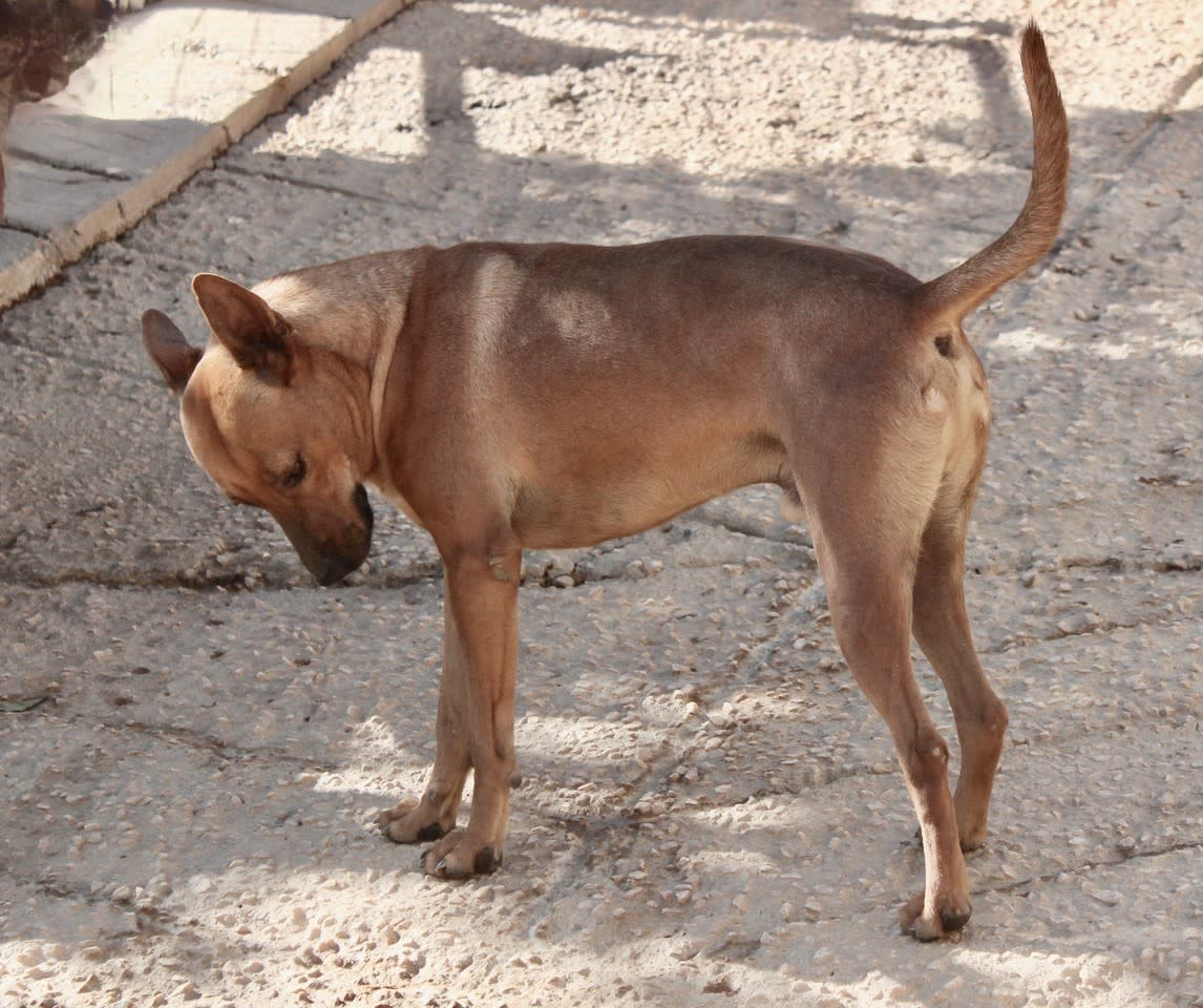 Turner - AM2505PL Turner - AM2505PL