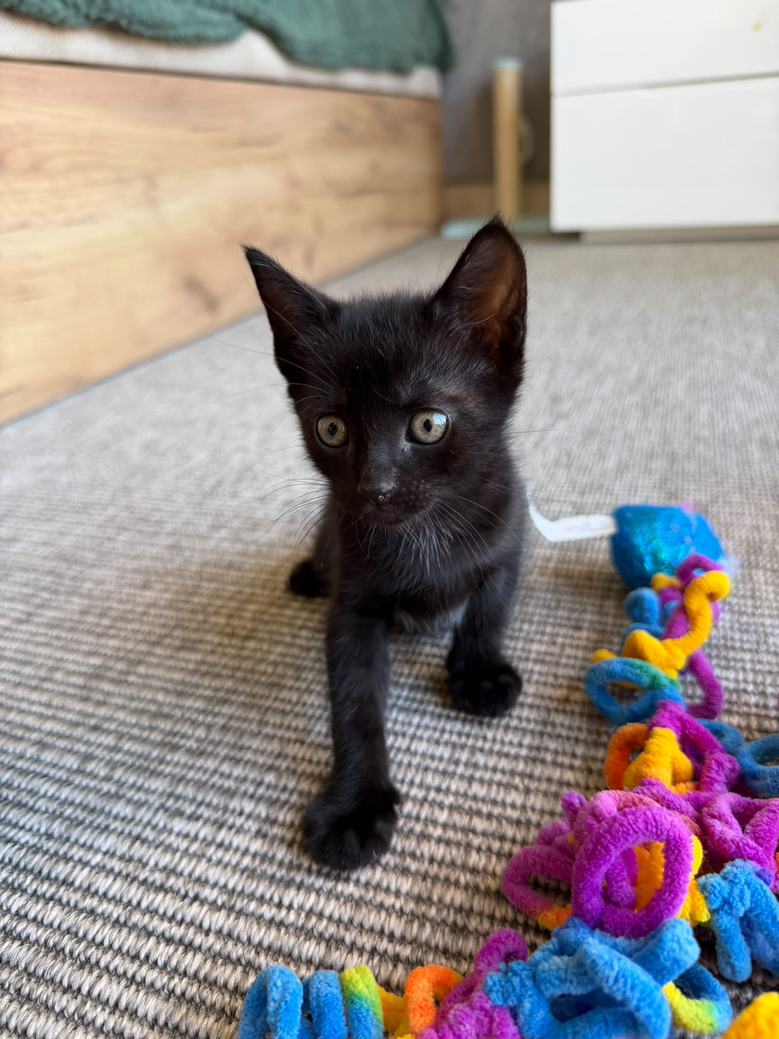 Stormie - G26337