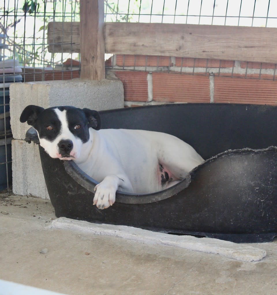 Alba - AF251200PL Alba - AF251200PL