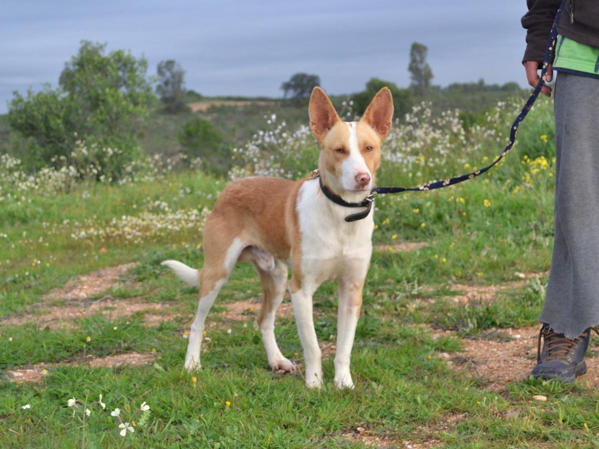 Rufus - AM25117 Rufus - AM25117