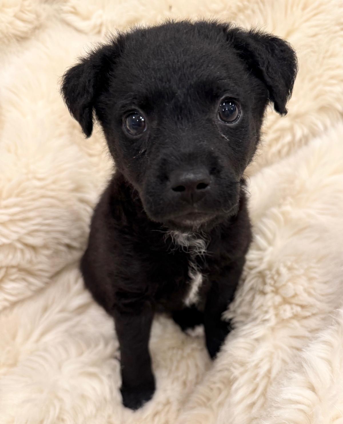 Bella Boo - PF26272 Bella Boo - PF26272