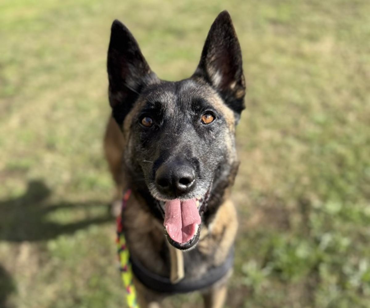 Sabina - AF26285LB Sabina - AF26285LB