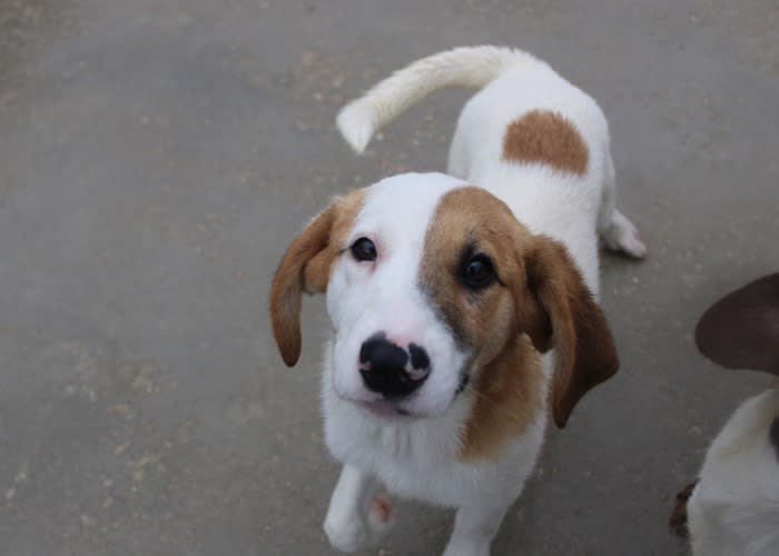 Twingo - YM29279LB Twingo - YM29279LB