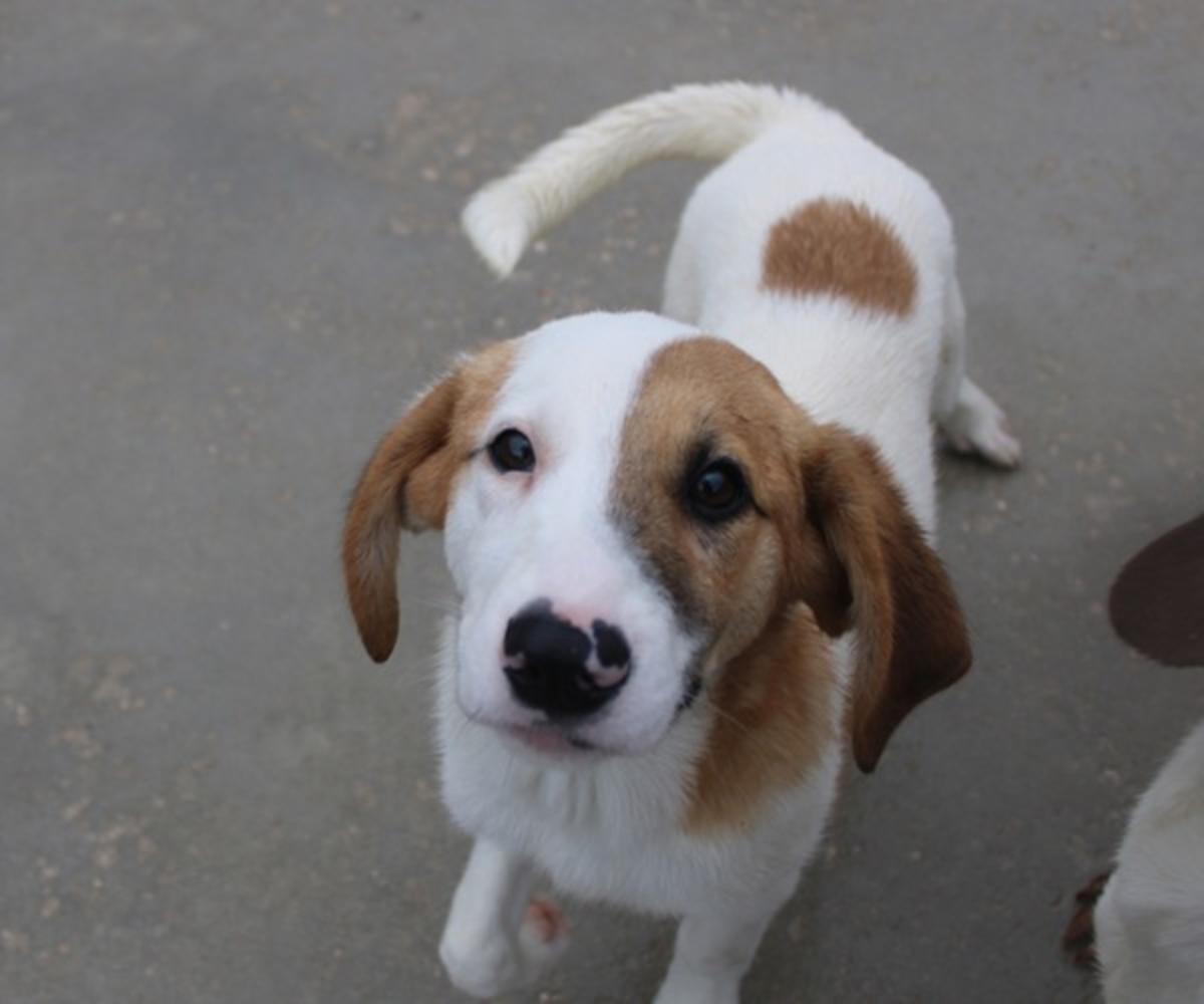 Twingo - YM29279LB Twingo - YM29279LB