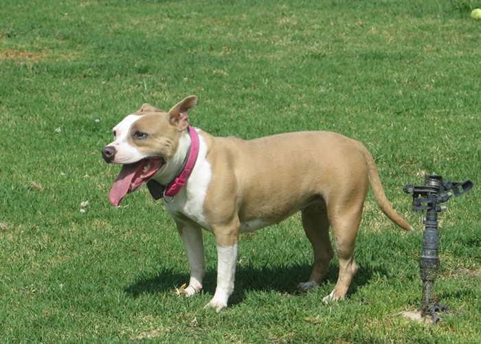 Cora - YF26222LB