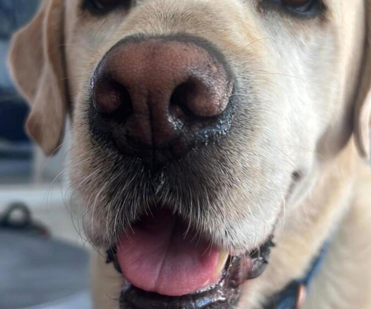 Auckley - AM26277 Auckley - AM26277