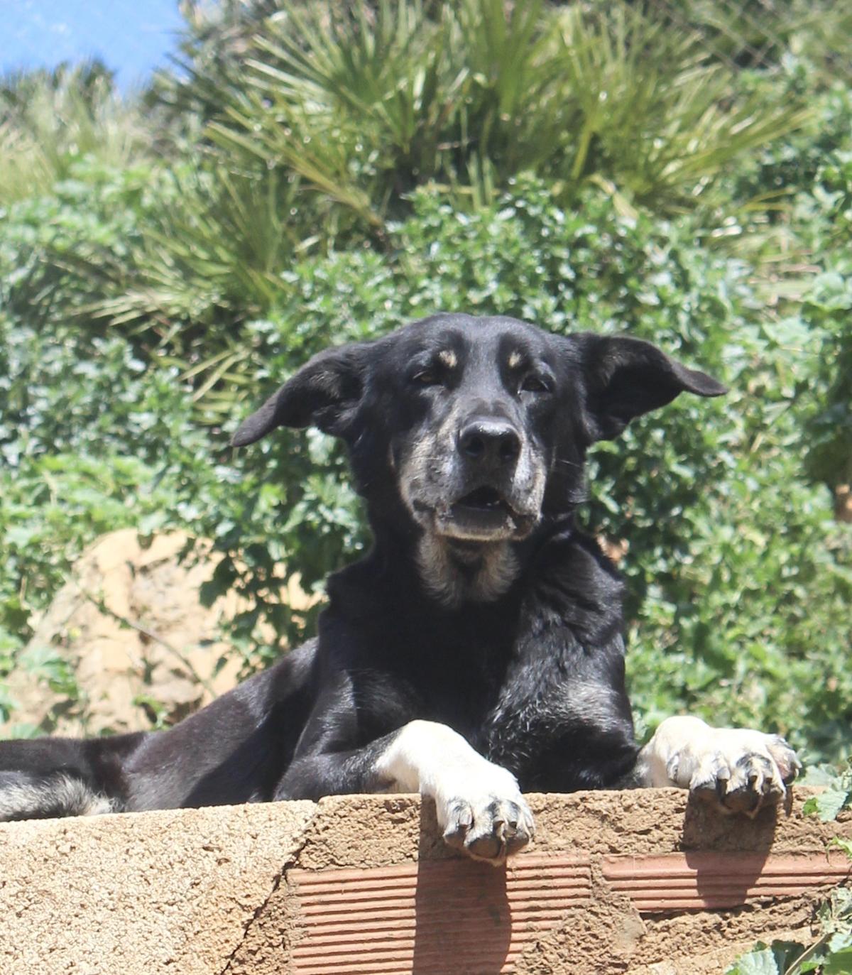 Panther - AM25155AD Panther - AM25155AD