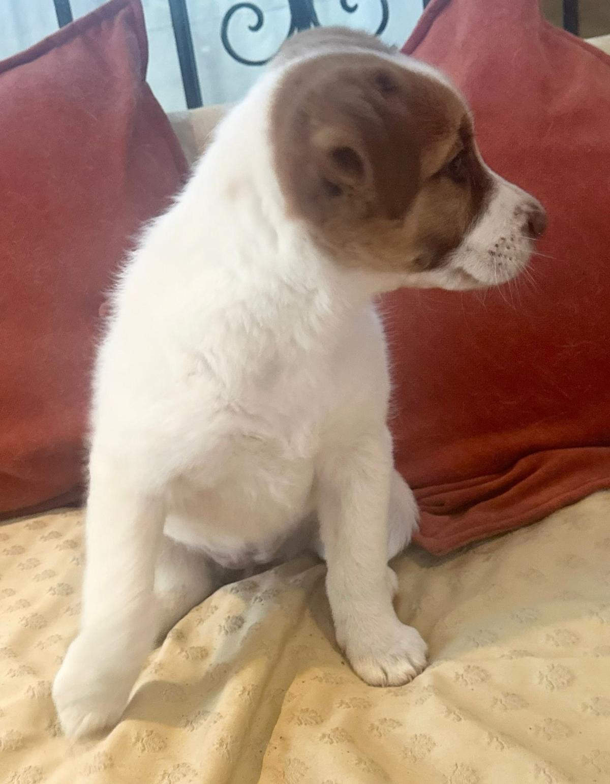 Snowy - PF24109 Snowy - PF24109