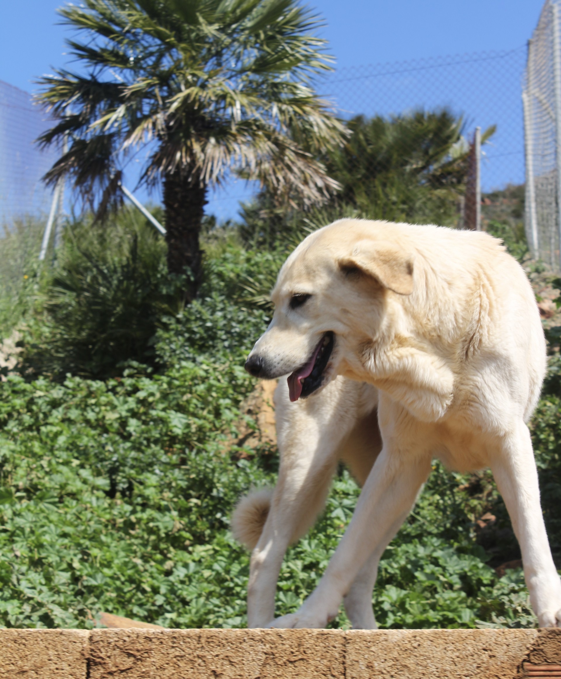 Samatha  - AF25151AD