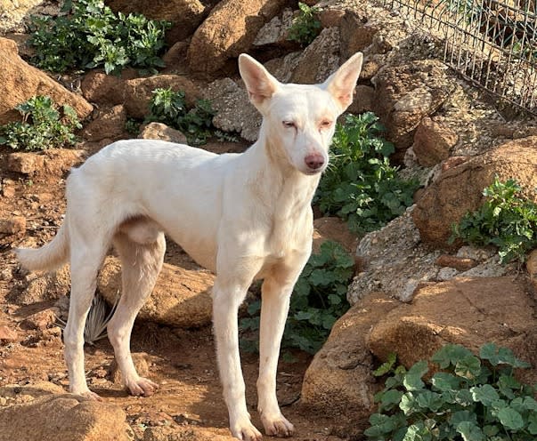 Wesly - AM26262AD Wesly - AM26262AD