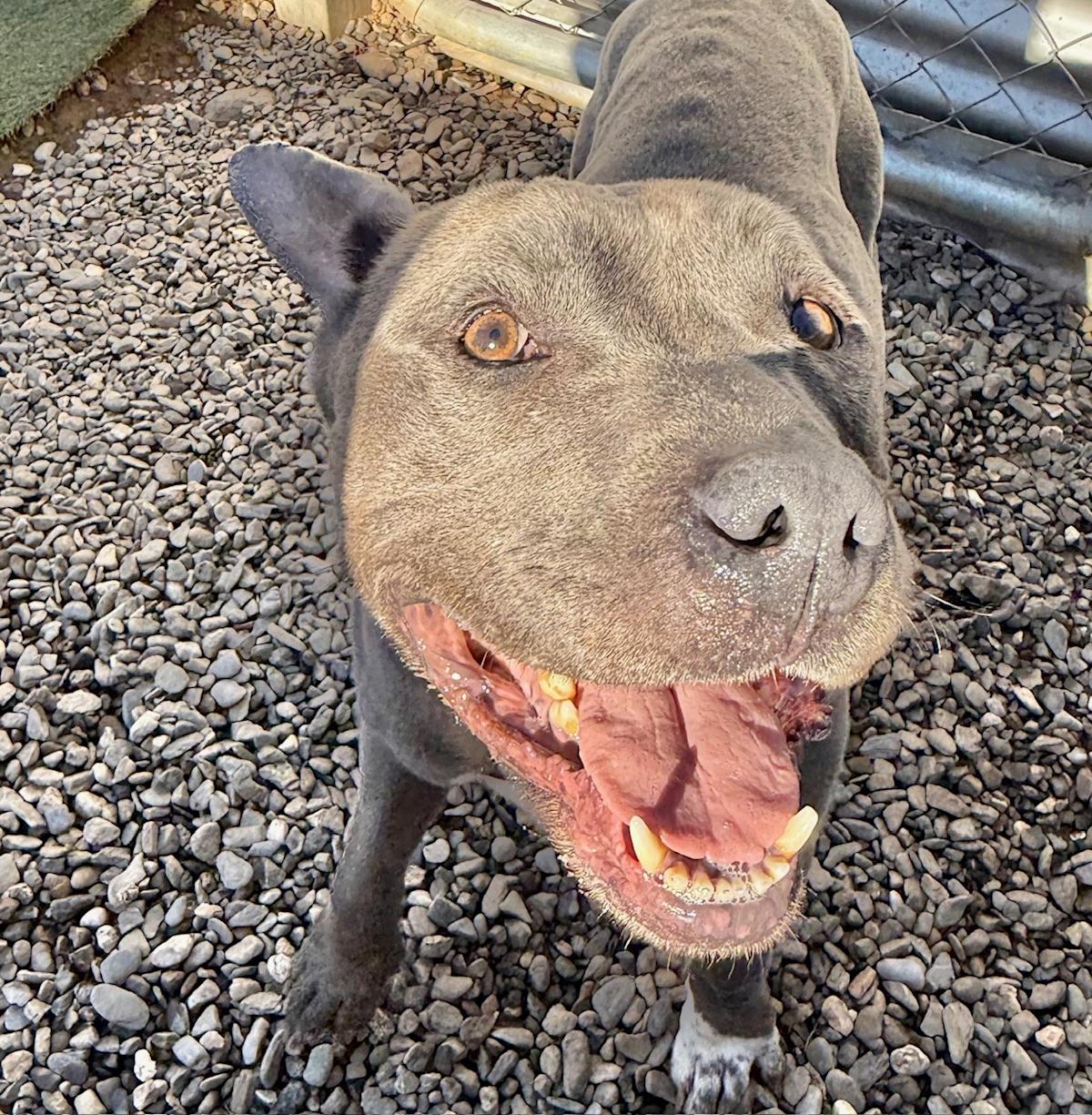 Pedrito - AM26263ML Pedrito - AM26263ML