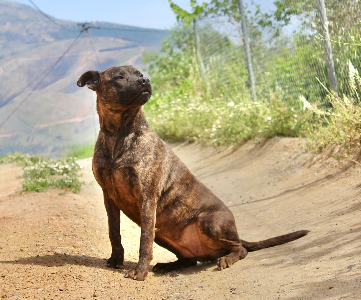 Carrie - AF2439SS Carrie - AF2439SS