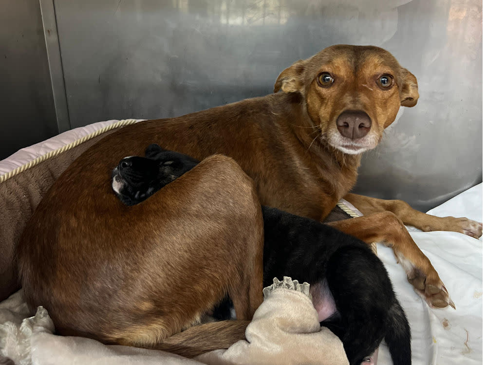 Magda - YF26266AD Magda - YF26266AD