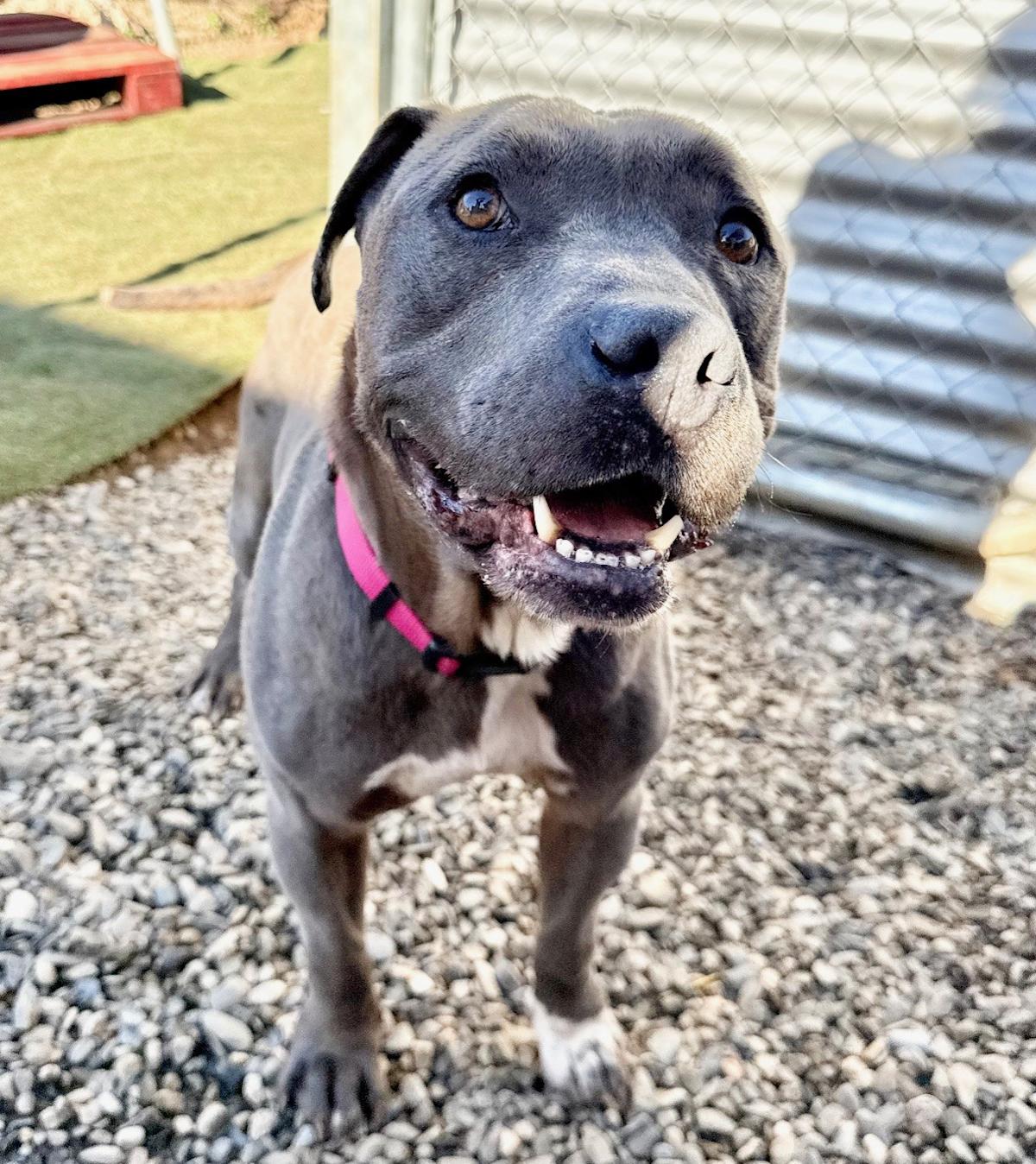 Pedrito - AM26263ML Pedrito - AM26263ML