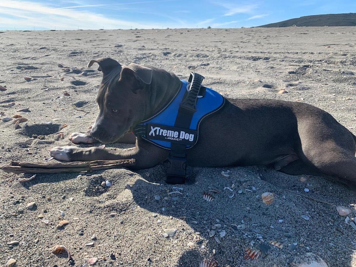 Toro - AM25178 Toro - AM25178