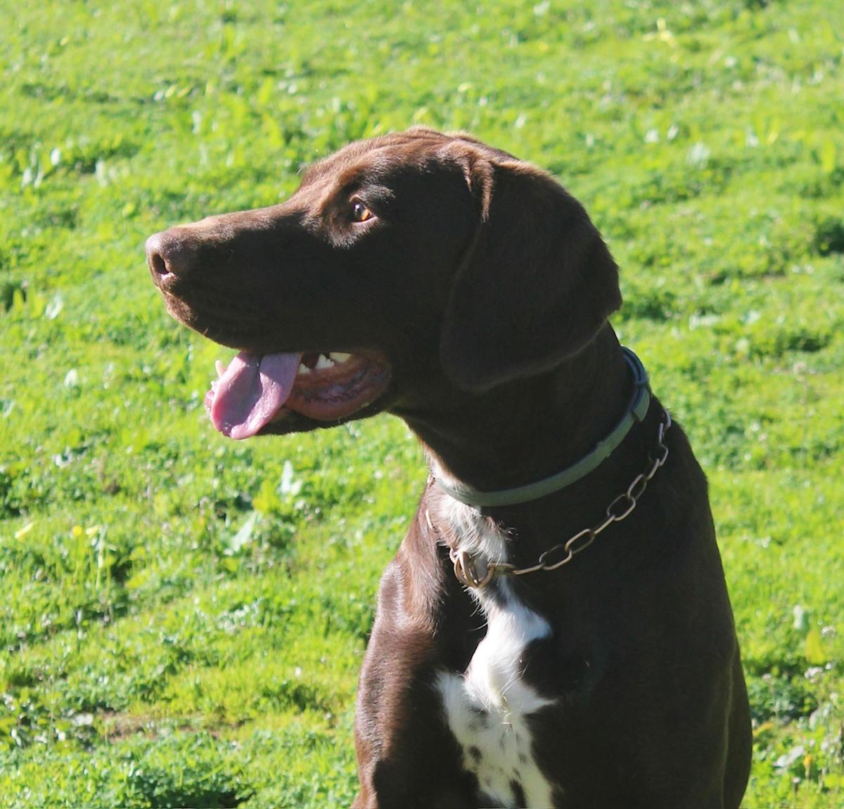 Bluey - YM26249 Bluey - YM26249