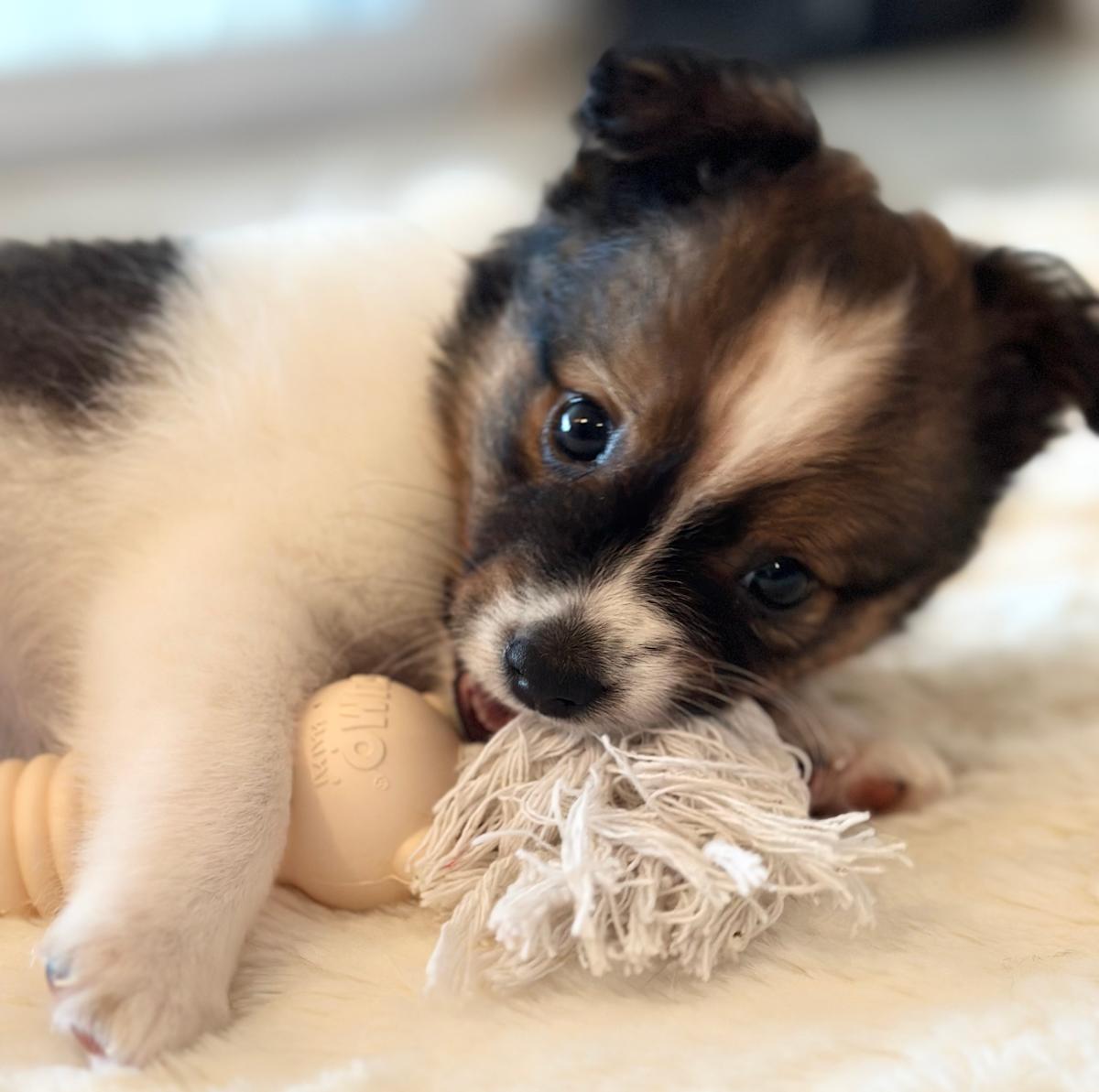 Chef Alex - named by the children at EIC Marbella Chef Alex - named by the children at EIC Marbella