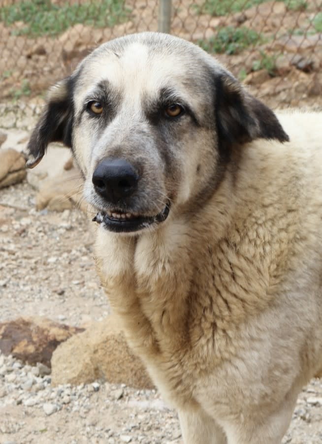 Noodle - AF25171AD Noodle - AF25171AD