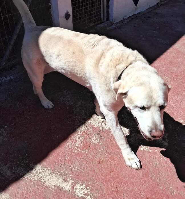 Auckley - AM26277 Auckley - AM26277