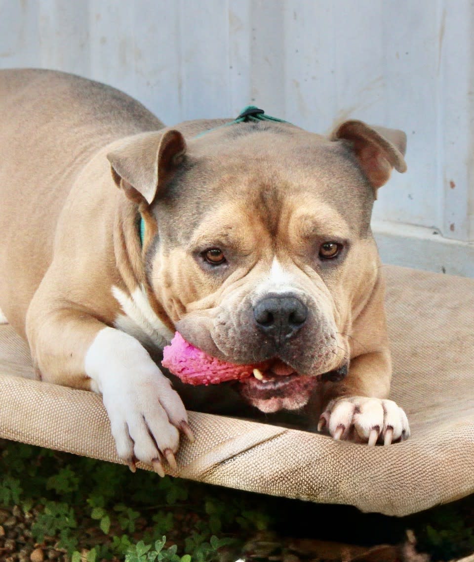 Cecil - AM25219ML Cecil - AM25219ML