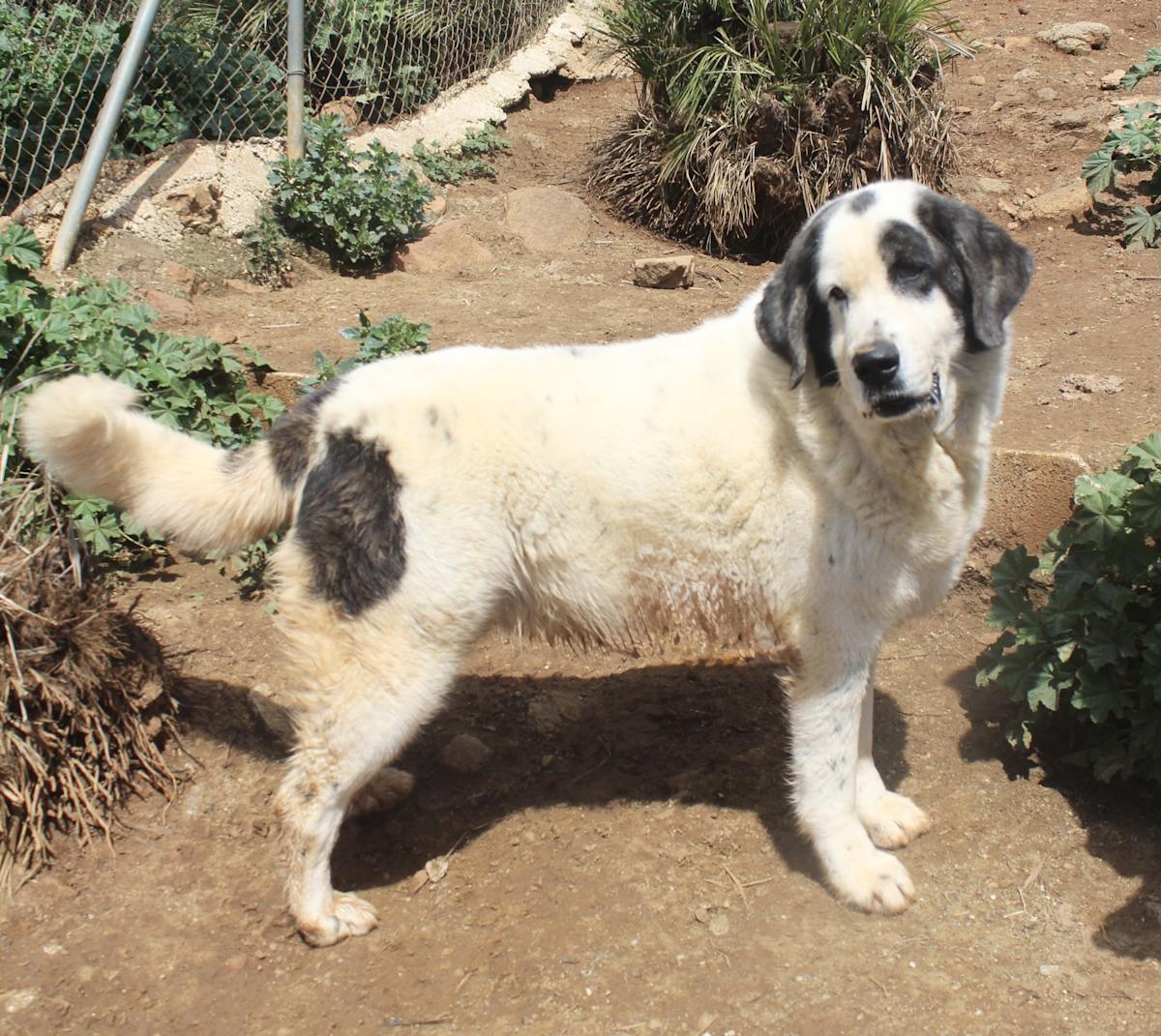 Sunny - AF25162AD Sunny - AF25162AD