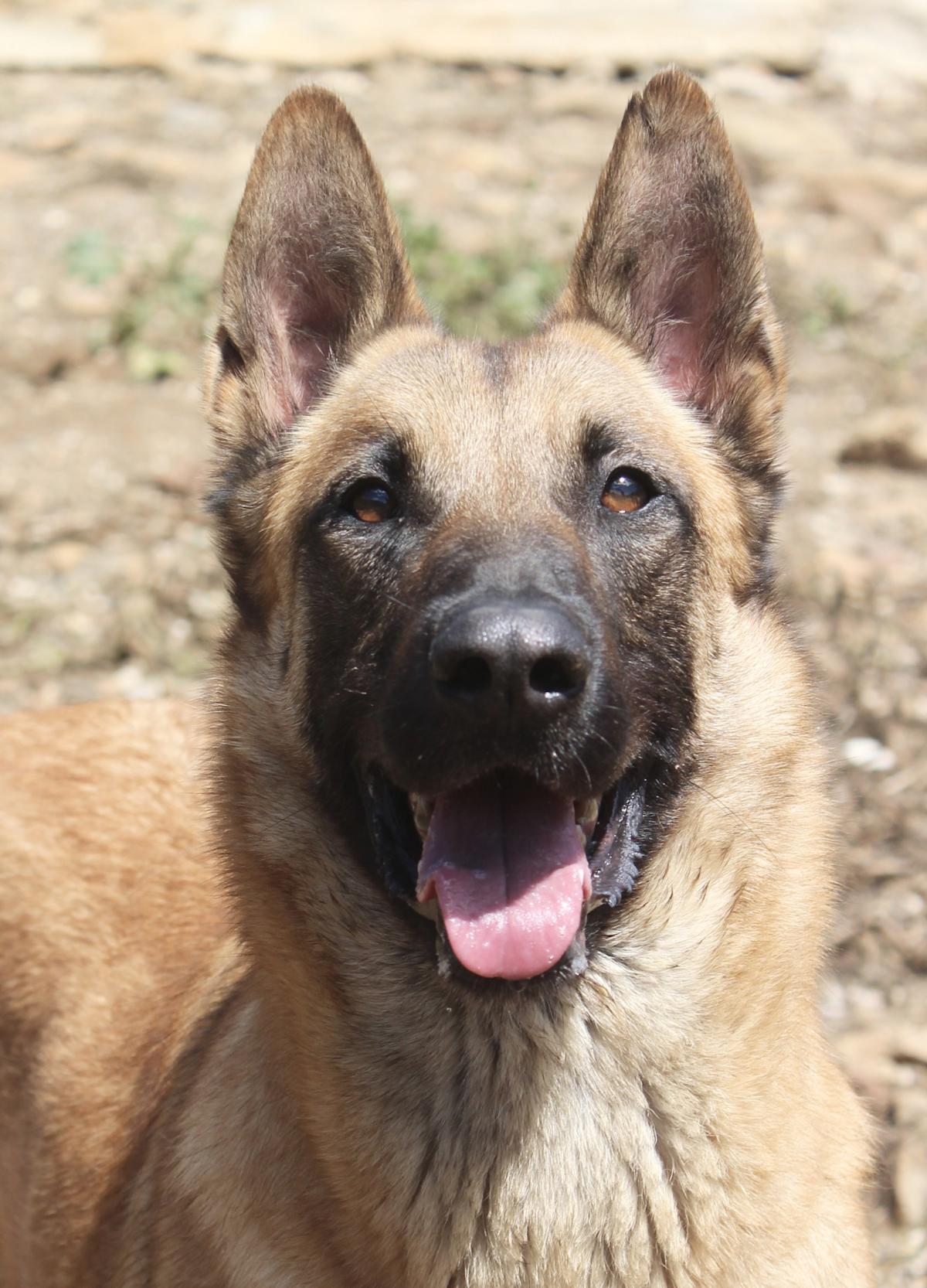 Bruno - AM25160AD Bruno - AM25160AD