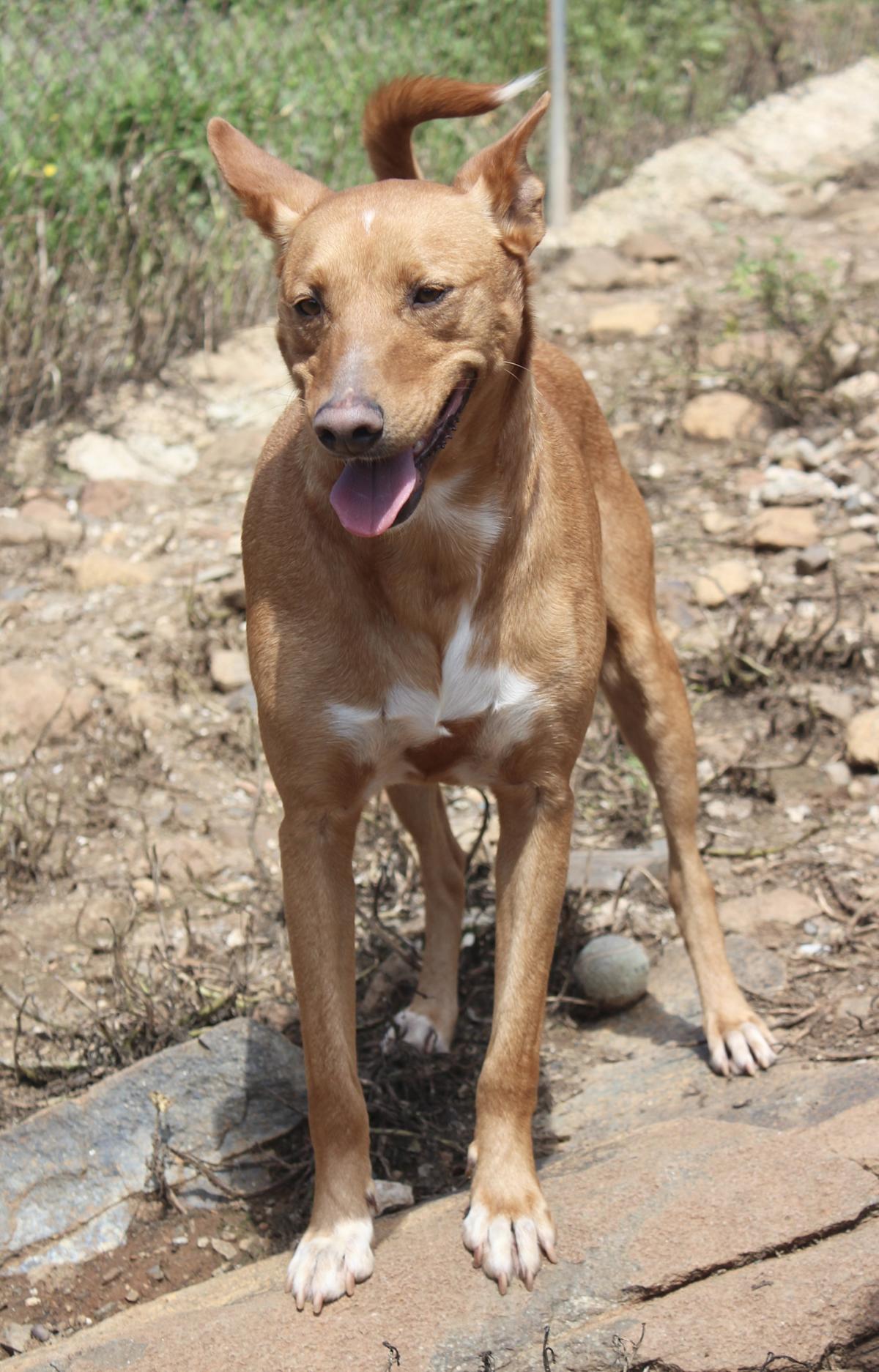 Angelo - AM2518AD Angelo - AM2518AD