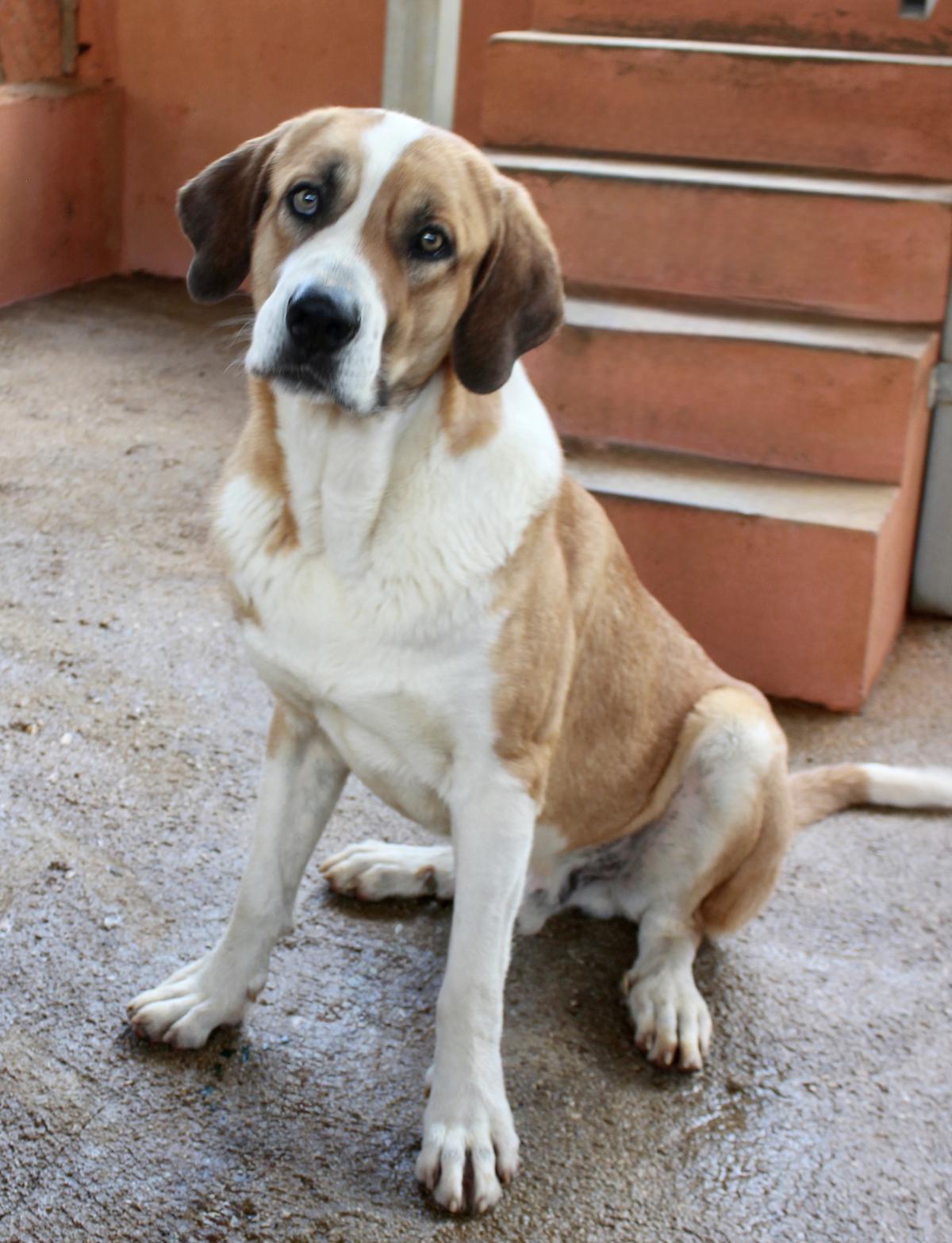 Abraham - AM25152AD Abraham - AM25152AD