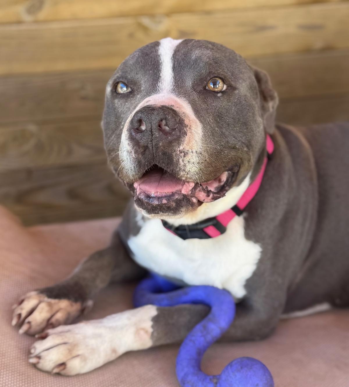 Zeus - AM26264ML Zeus - AM26264ML