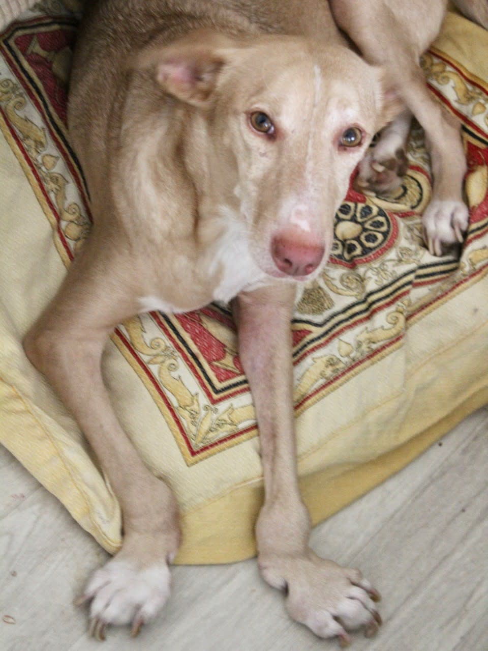 Dulce - AF2426PL Dulce - AF2426PL