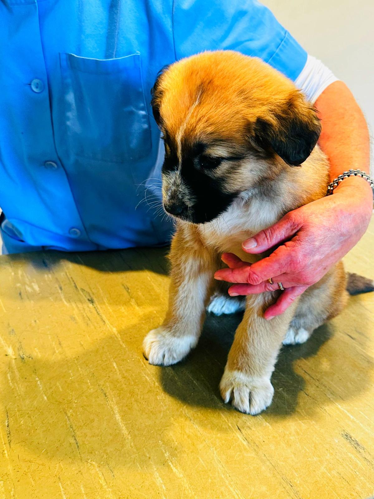 Strawberry Blossom - PF25134 Strawberry Blossom - PF25134