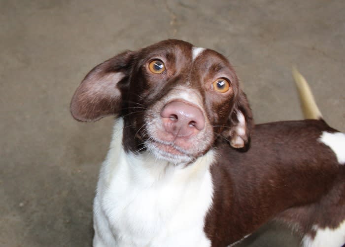 Elif - YF26278LB Elif - YF26278LB