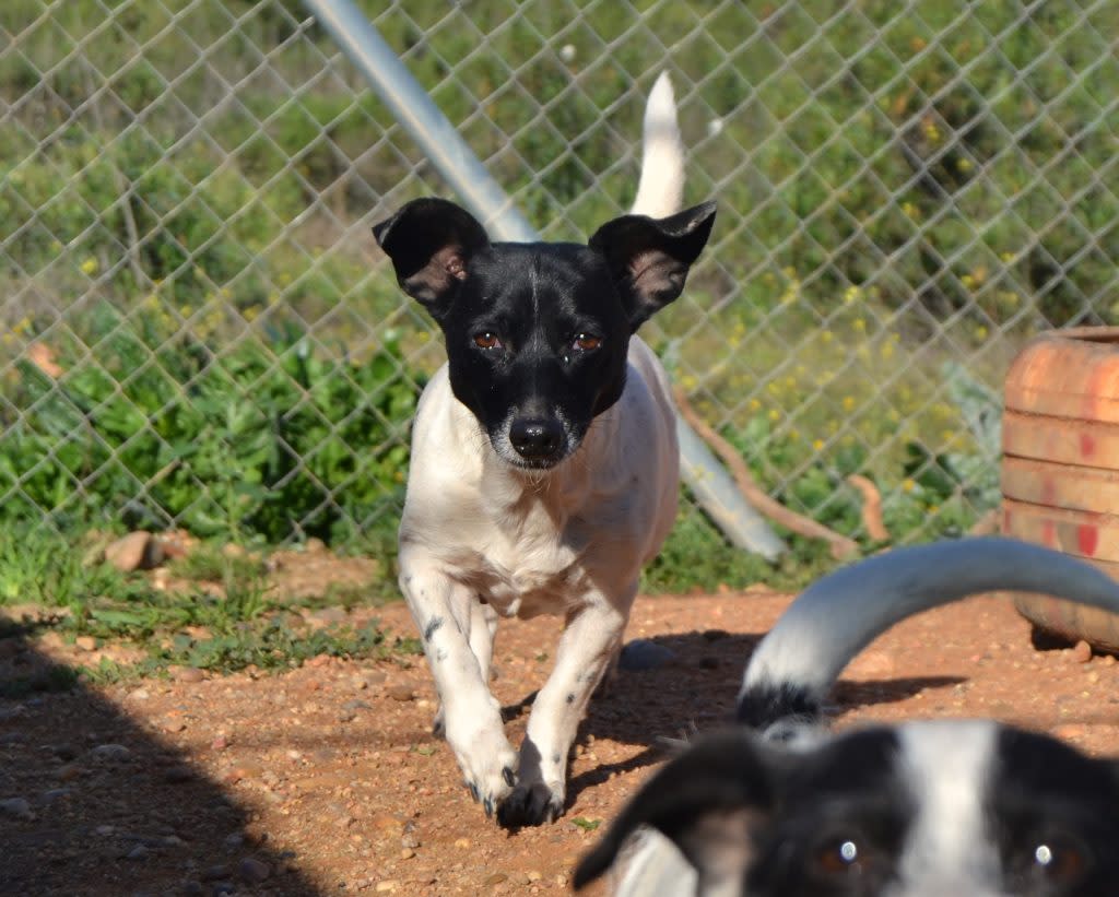 Kelly - AF25145LC Kelly - AF25145LC