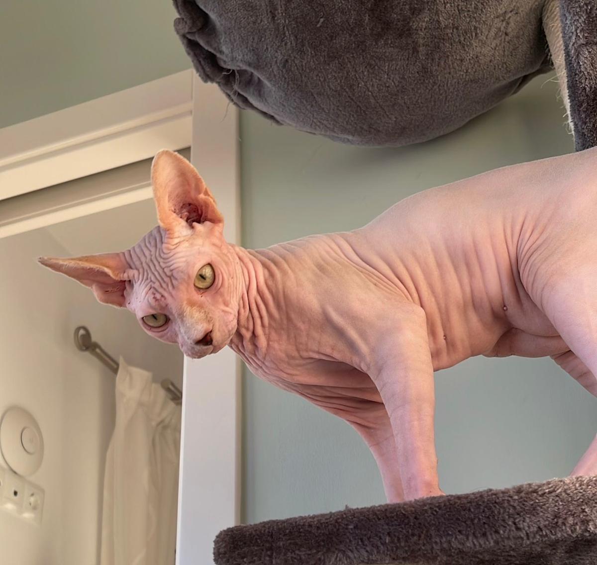 Loki - YM2460 Loki - YM2460