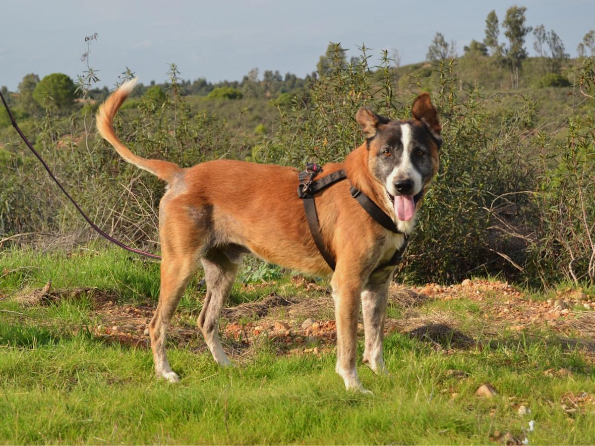 Coyote - AM25135LC Coyote - AM25135LC