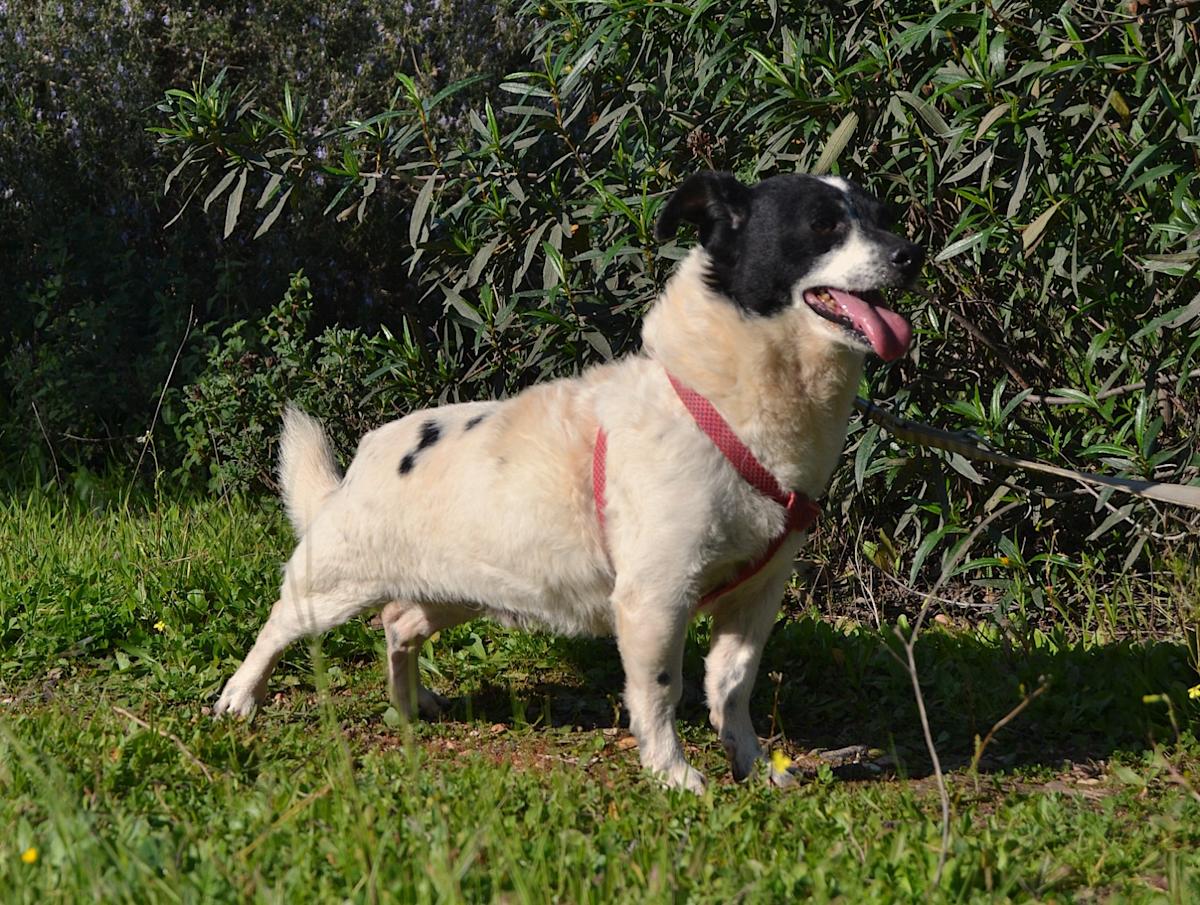 Stanley - AM25148LC Stanley - AM25148LC