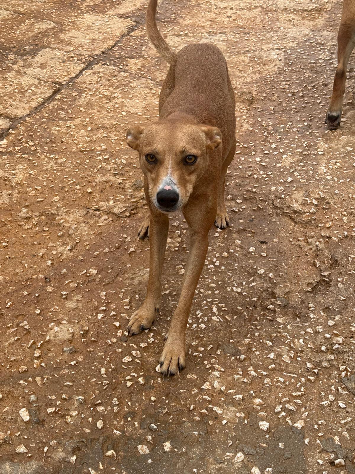 Wifi - YF24100PL Wifi - YF24100PL