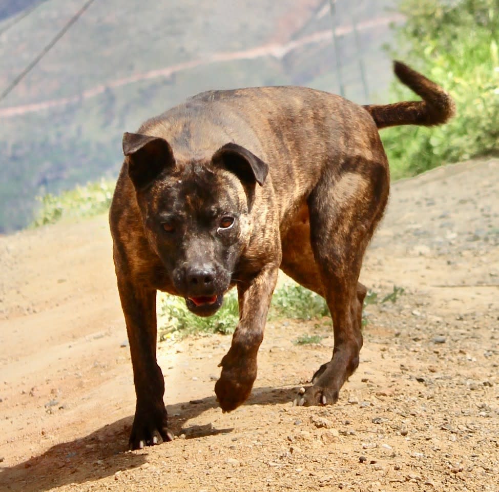 Carrie - AF2439SS Carrie - AF2439SS