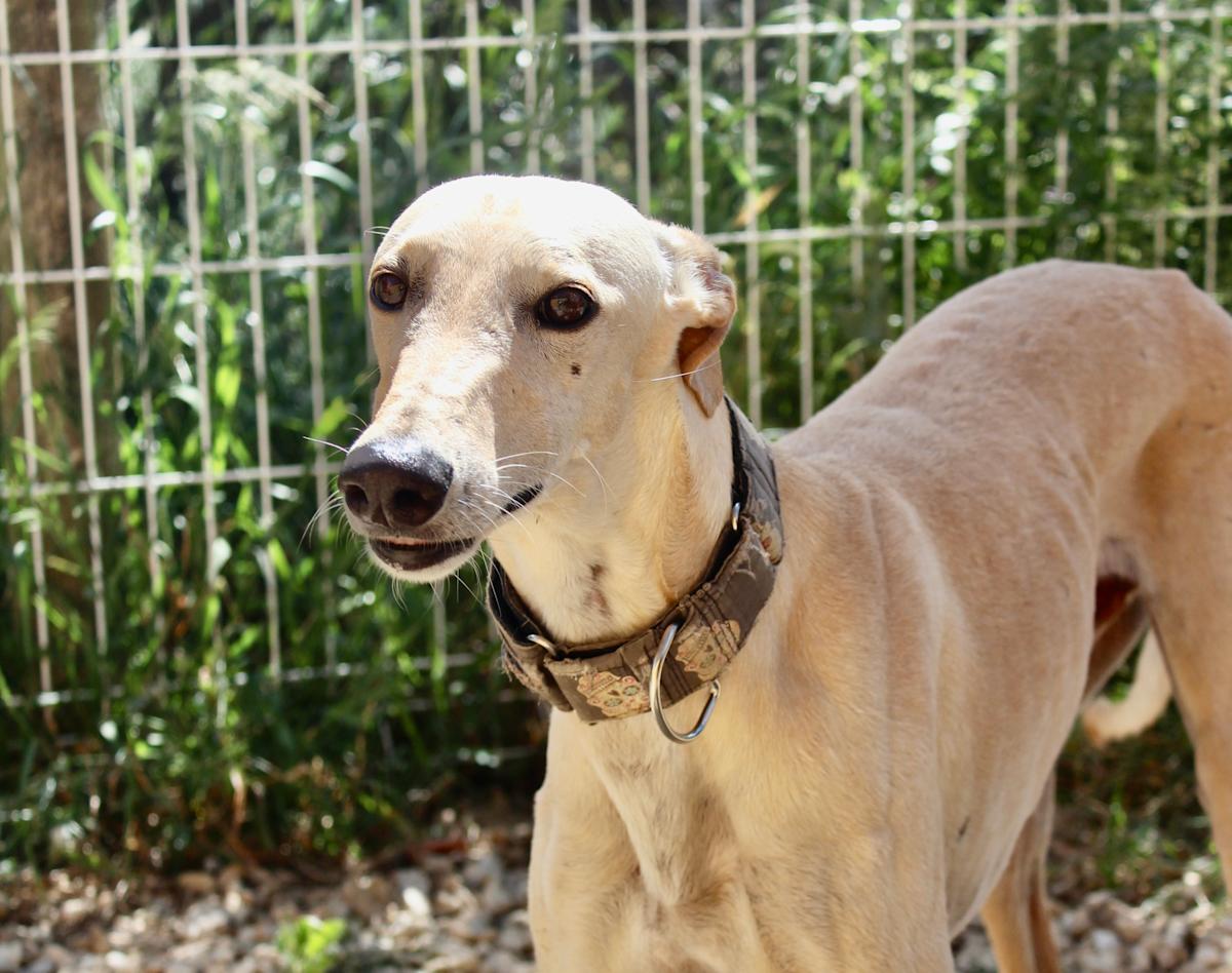 Apolo - AM2448FC Apolo - AM2448FC