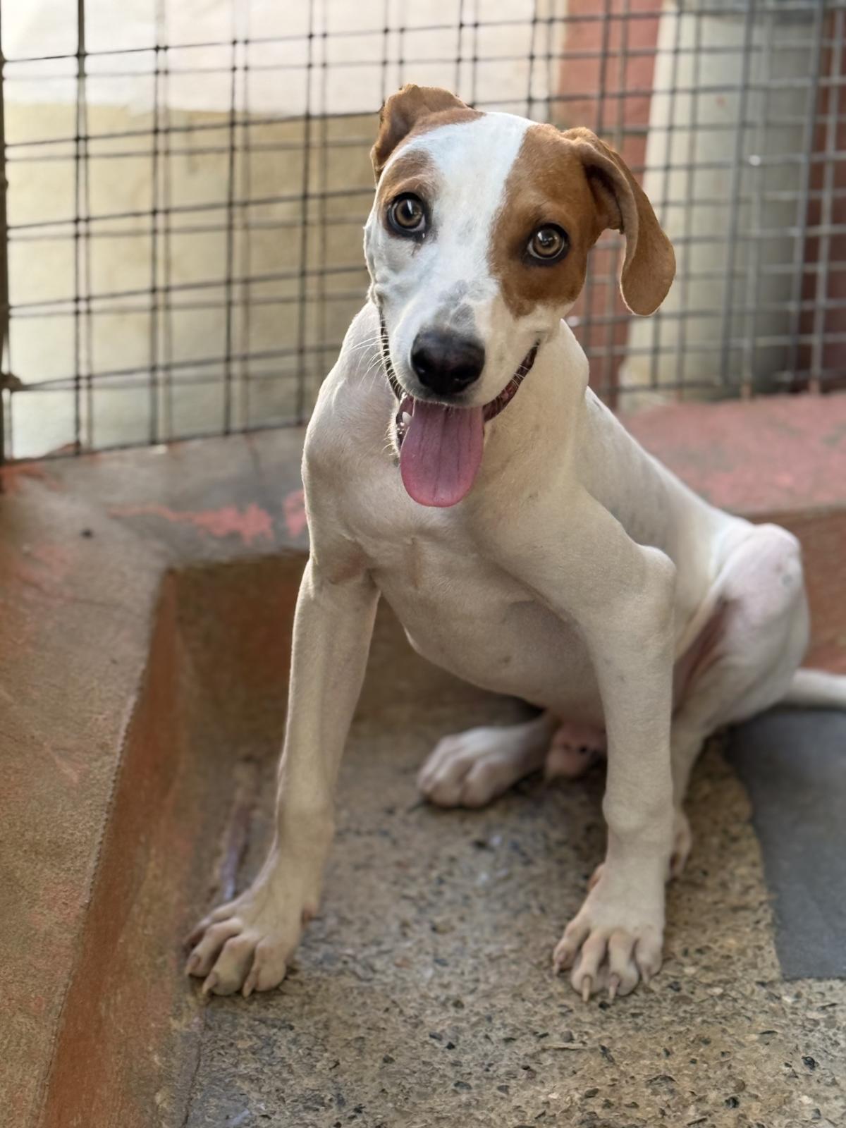 Sausage - PM25181 Sausage - PM25181