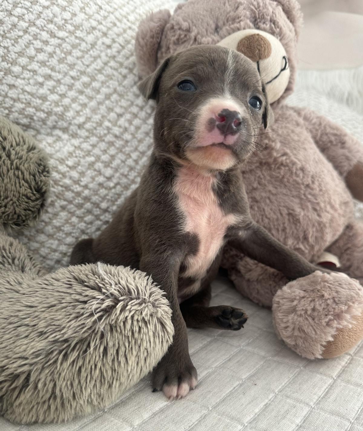 Leon - PM25121 Leon - PM25121