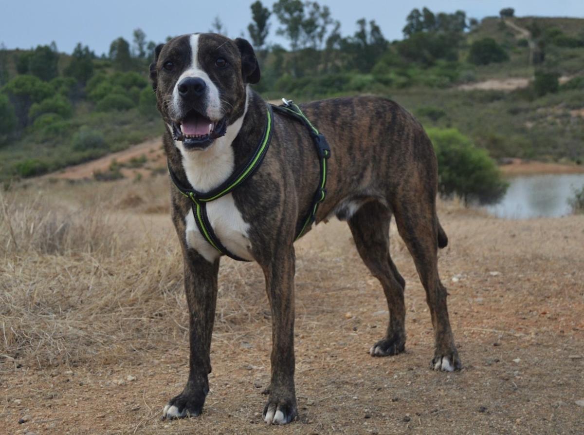 River - AM25183 River - AM25183