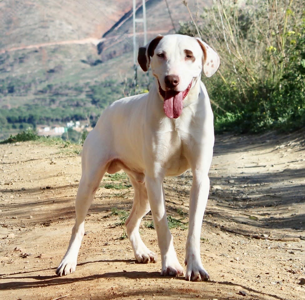 Johnny - YM2421SS Johnny - YM2421SS