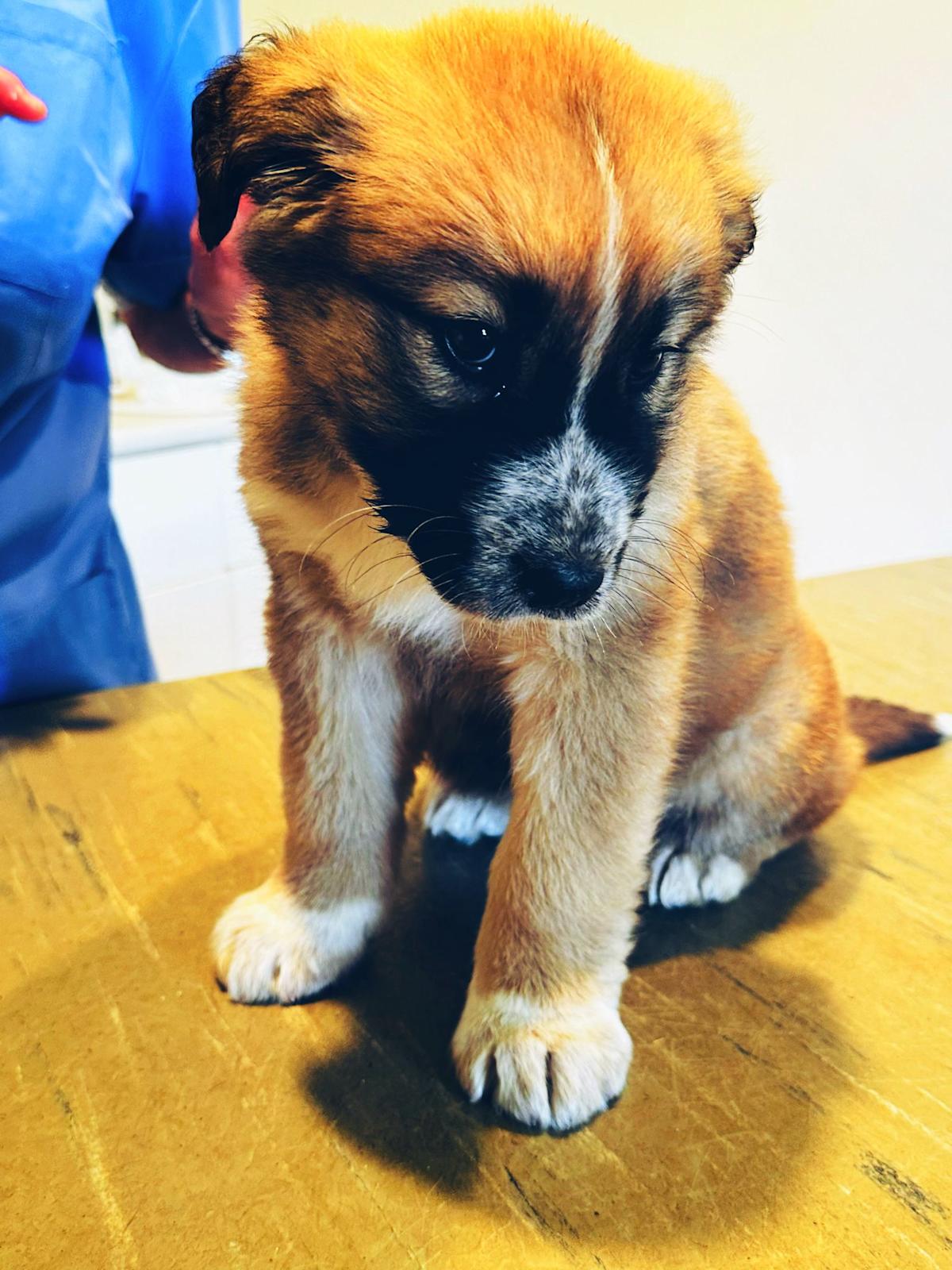 Strawberry Blossom - PF25134 Strawberry Blossom - PF25134