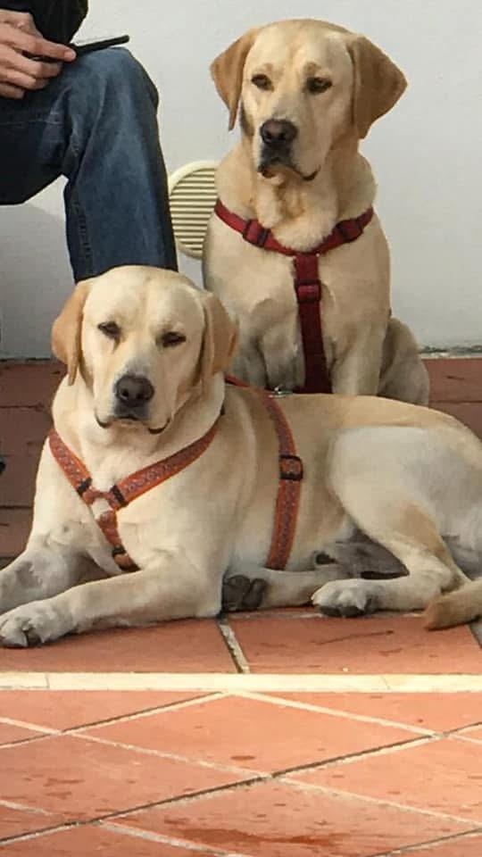 Barney and Buddy - AM26276