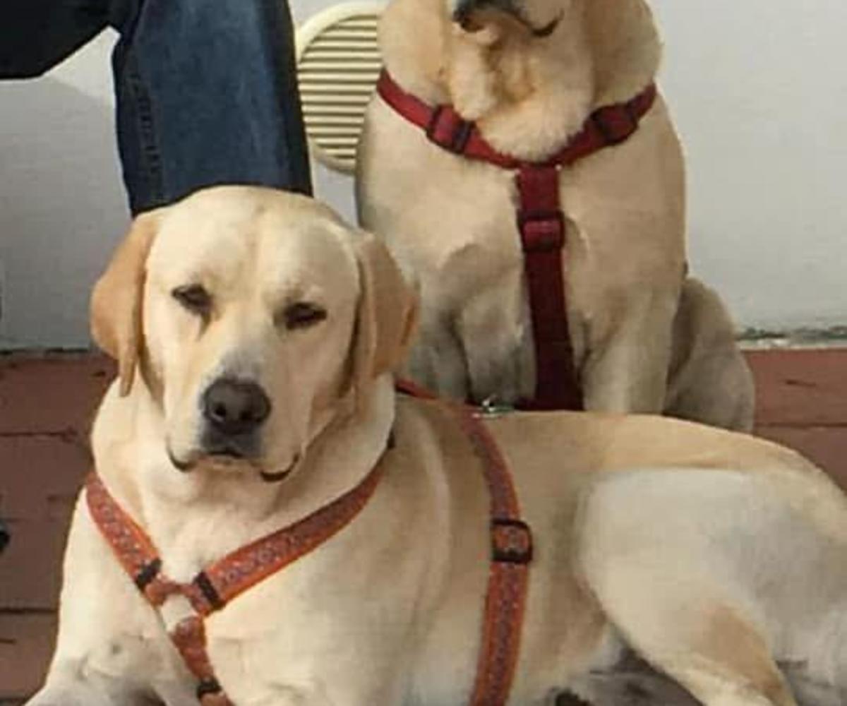 Barney and Buddy - AM26276 Barney and Buddy - AM26276