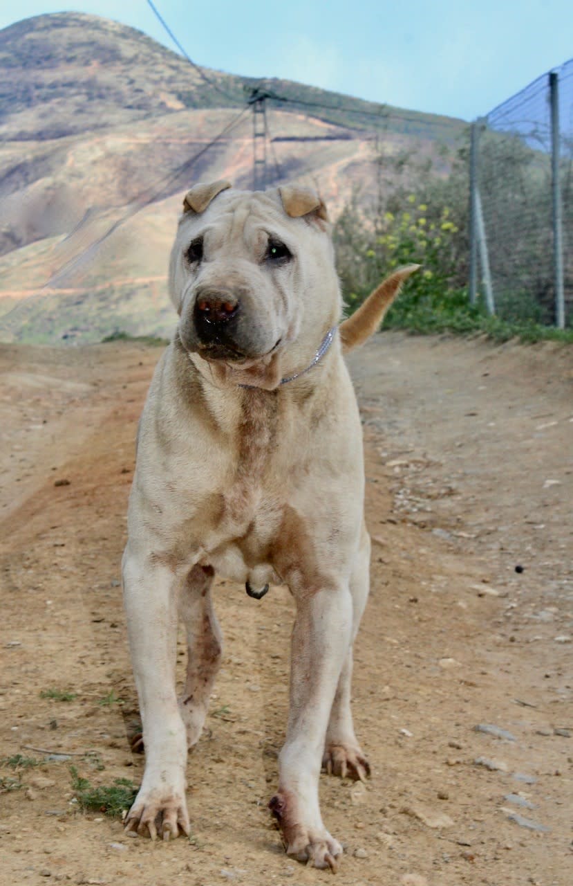 Ezra - AM2413SS Ezra - AM2413SS